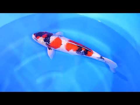 GK-3185 - Showa - Dainichi