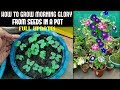 How To Grow Morning Glory From Seed (FULL INFORMATION)