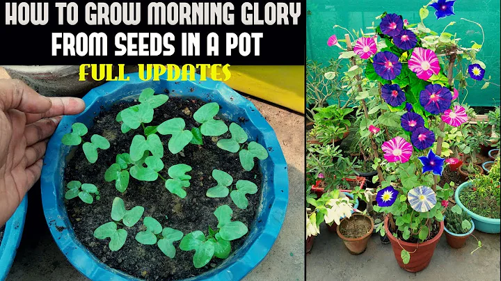 How To Grow Morning Glory From Seed (FULL INFORMATION) - DayDayNews