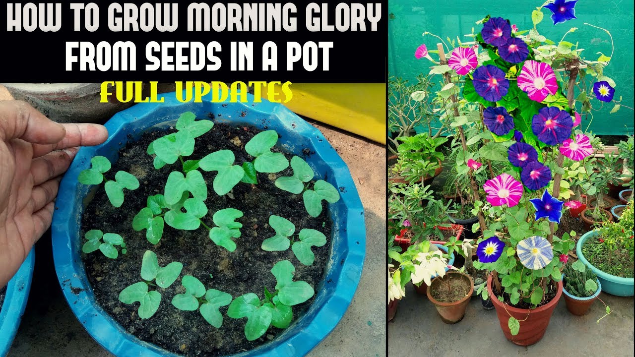 how to grow morning glory from seed (full information)