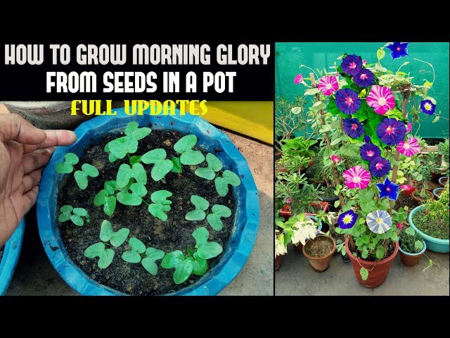 How To Grow Morning Glory From Seed (FULL INFORMATION) - YouTube