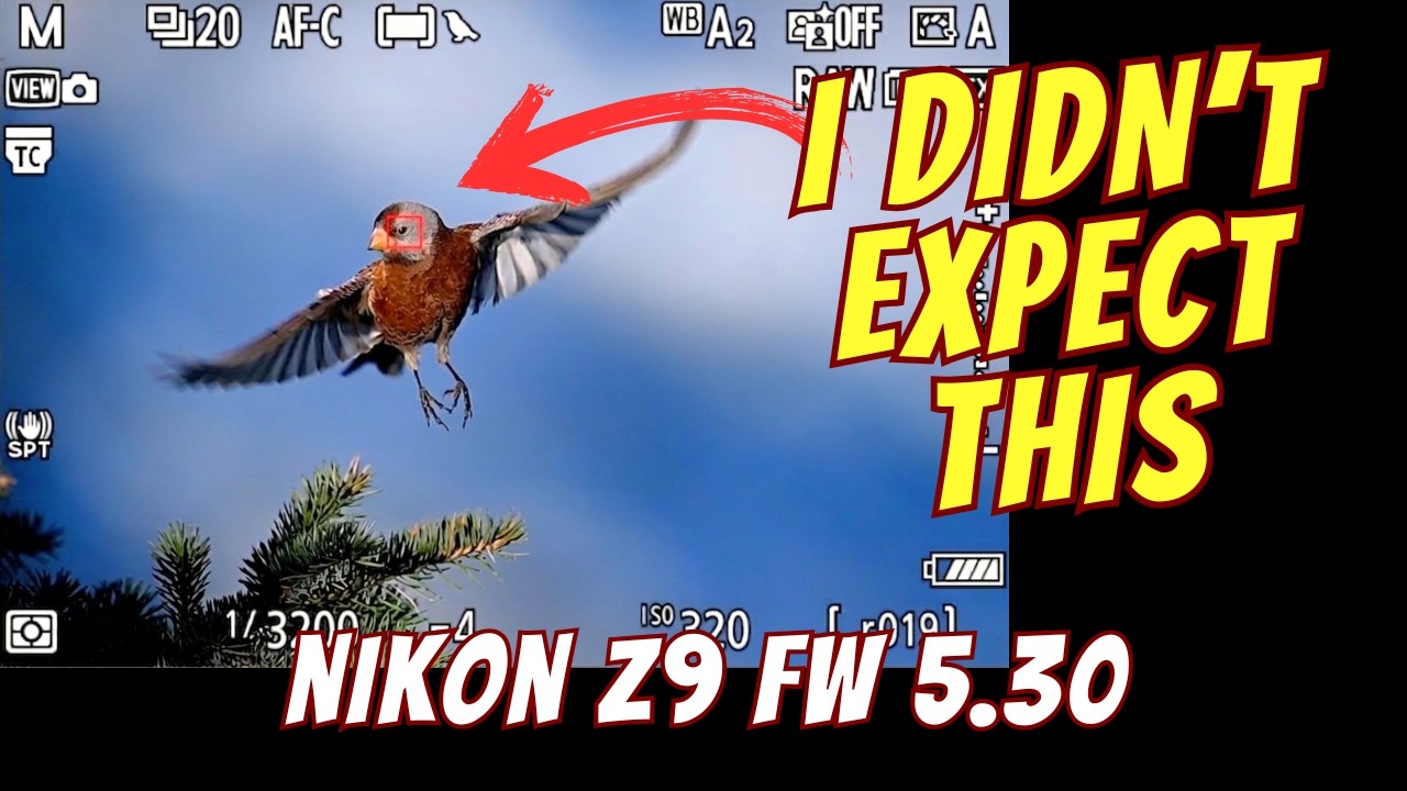 Did Nikon Improve Bird AF? Z9 Firmware 5.30 Test - YouTube