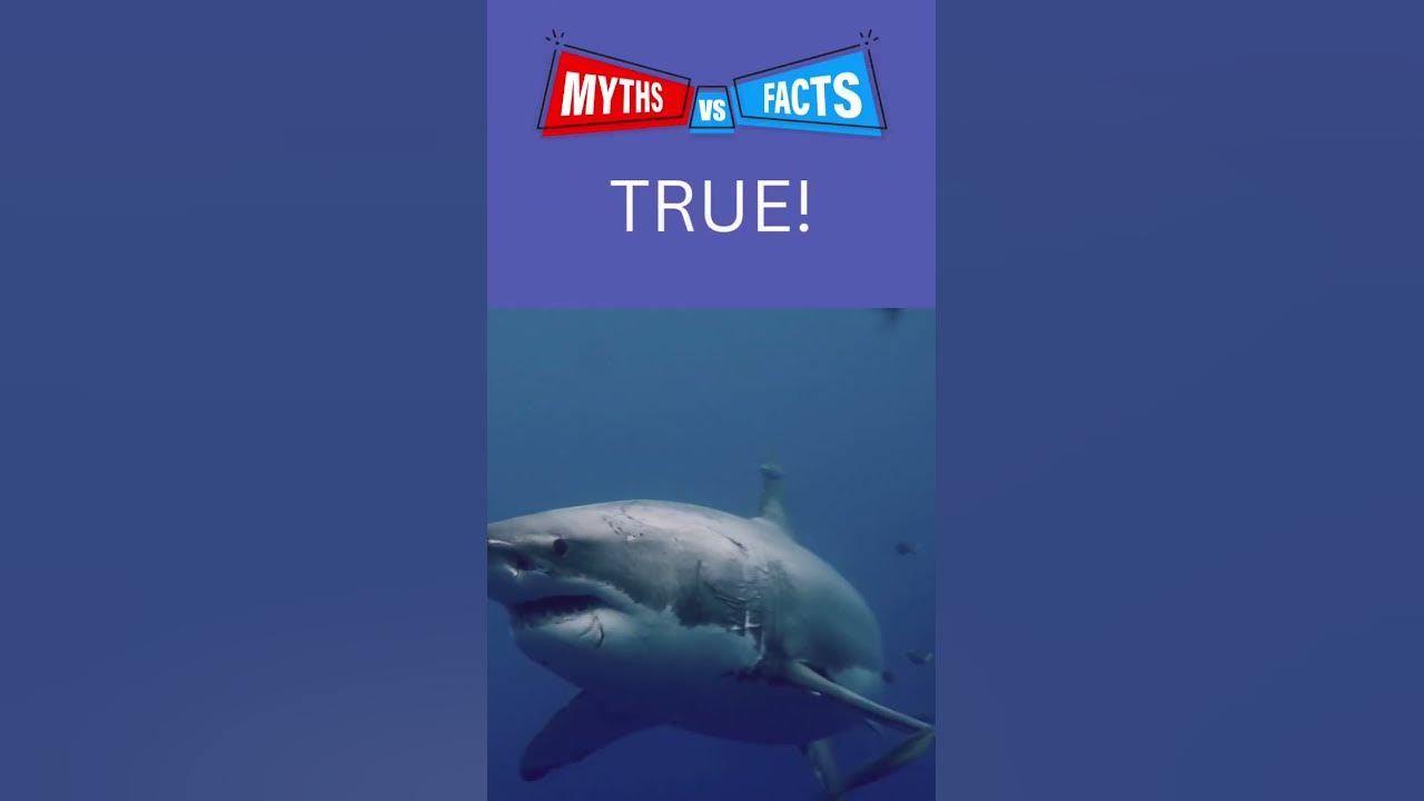 is-it-a-myth-or-is-it-a-fact-what-do-you-say-youtube
