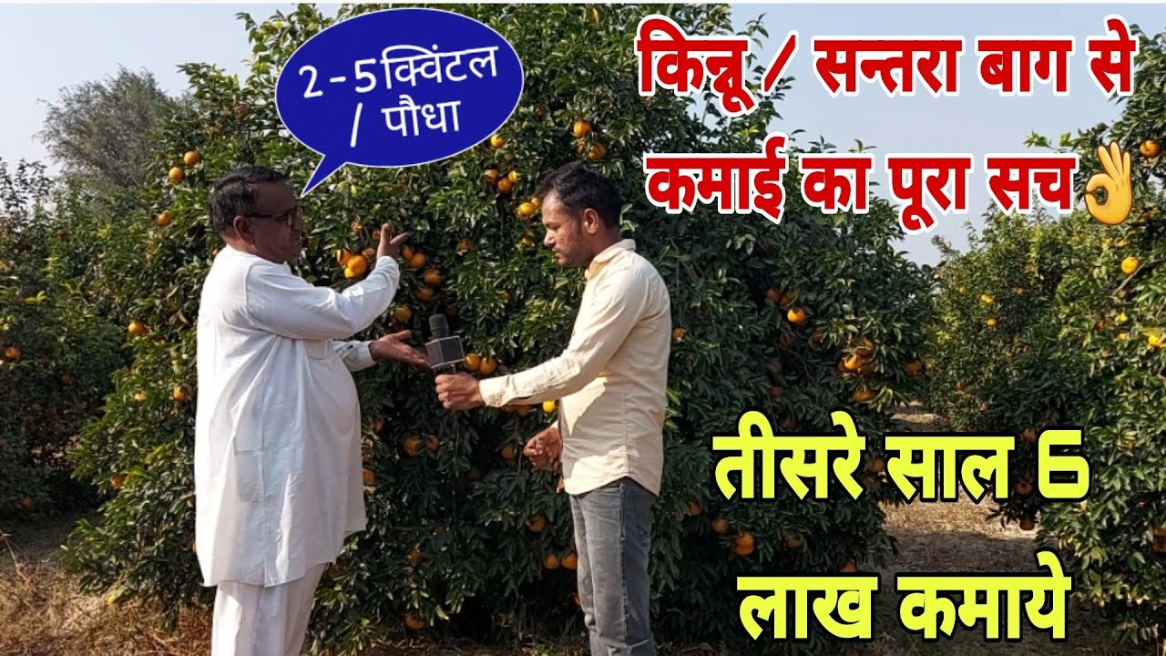 1 एकड़ मे किन्नू /सन्तरा🍊के बाग से कमाई का सफेद सच👍Kinnu farming /orange farming एक बार लगाओ फिर कमाओ
