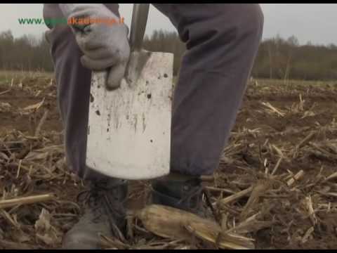 Video: Alternatyvūs kukurūzų naudojimo būdai – ką galite pagaminti iš kukurūzų