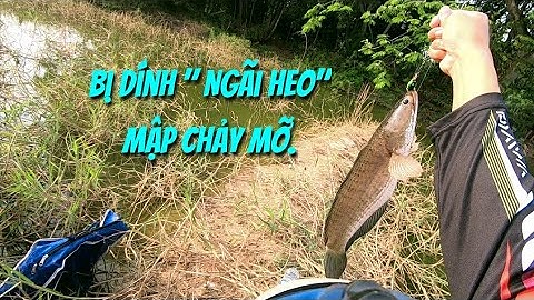 Câu cá lóc,Đứng 1 chỗ lên cá liên tục.Thợ săn cá lóc.