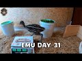 Emu Life Day 31 - Baby Ostrich and Broiler Cobb 500 weight