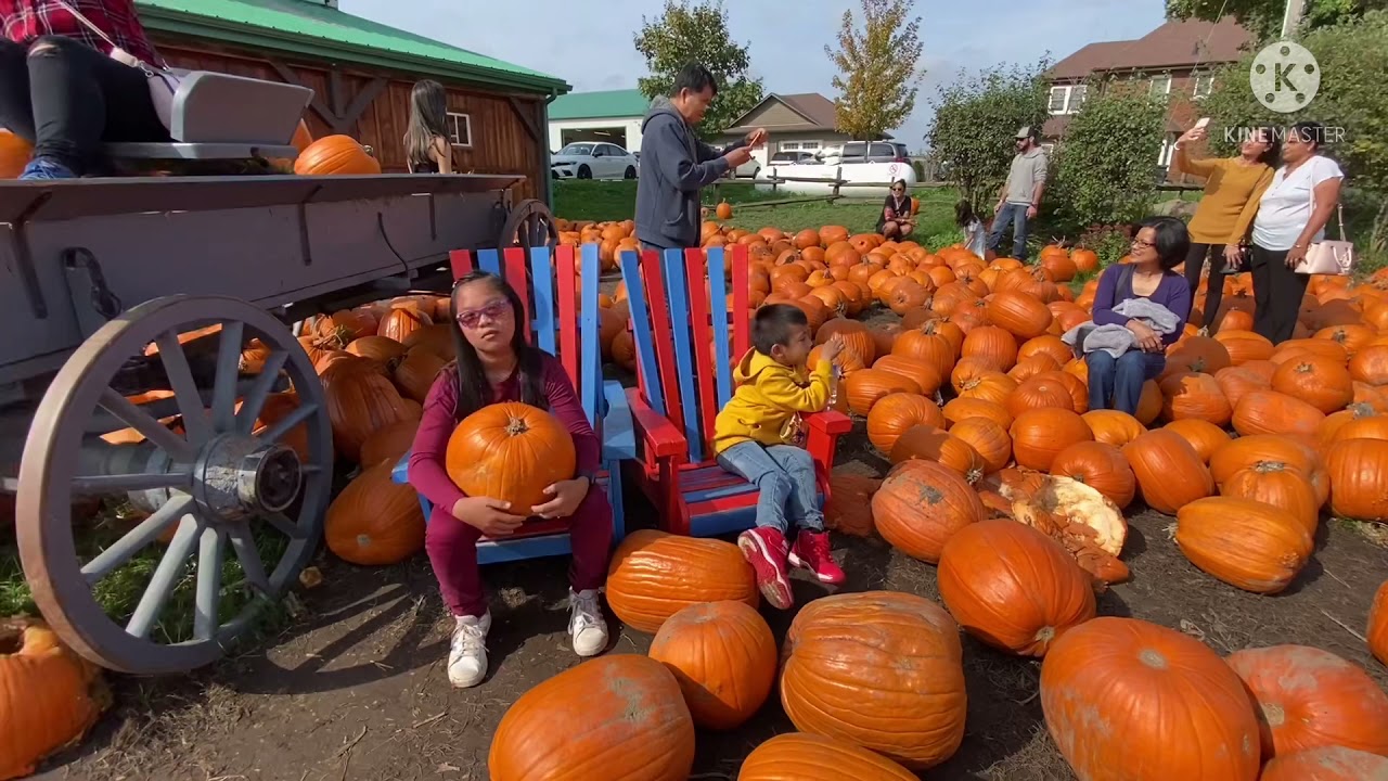 Pumpkin Festival Downey’s Farm Toronto Canada Oct.12,2021 YouTube