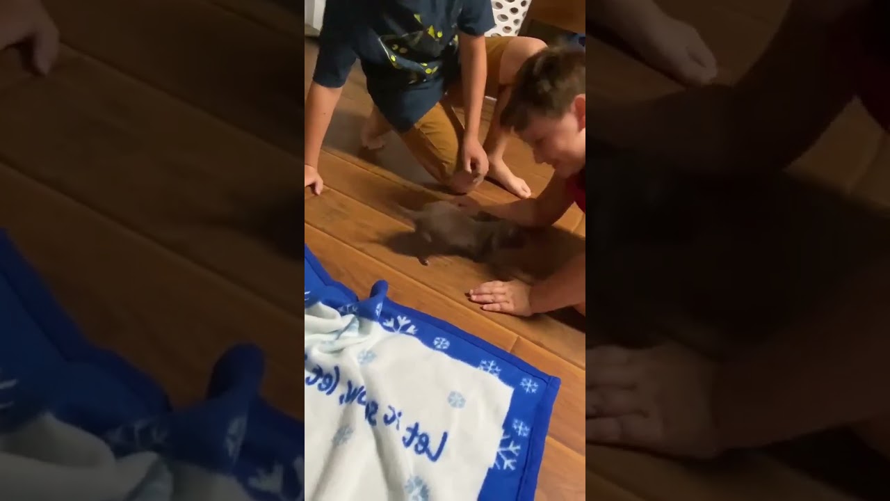 A SHOCKING Phenomenon: Little Puppy Is Missing Bones & Growth Plates In All 4 Legs! [Story Below]