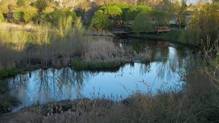 Relaxing And Tranquil Sounds Of Nature In Spring