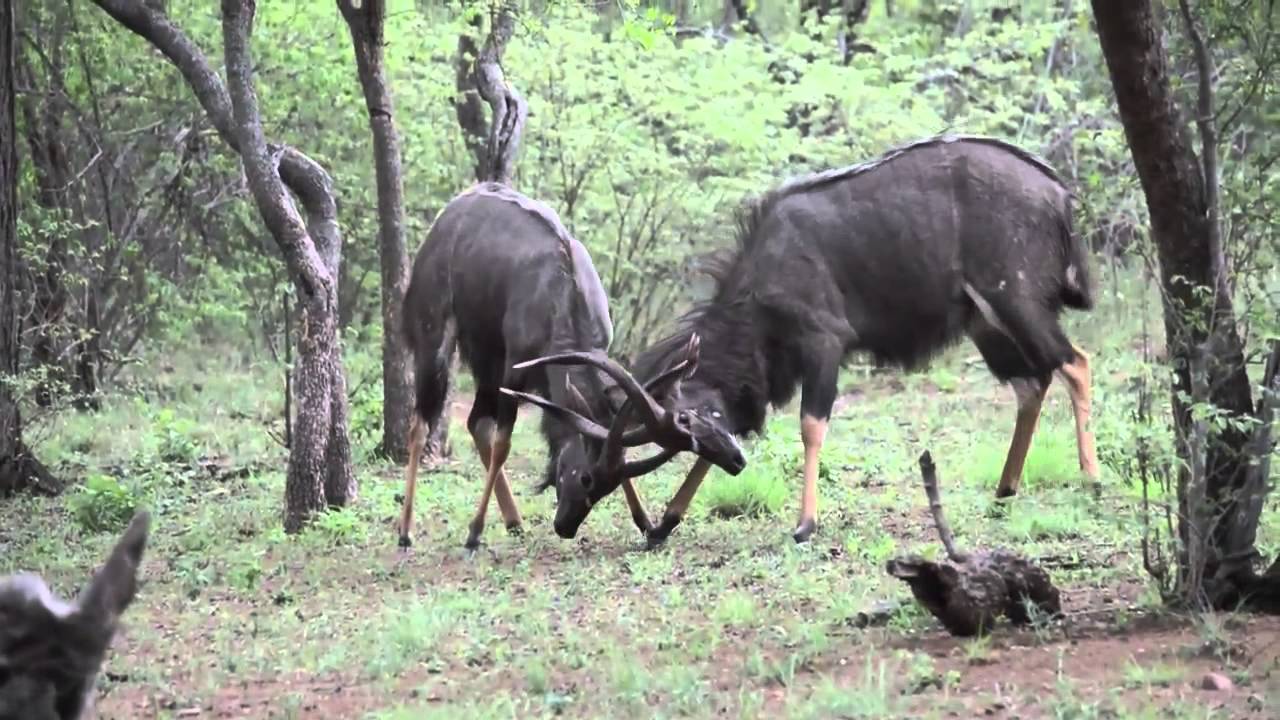 Nyalas fight and Mongooses watch