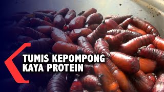 Kepompong Kupu-Kupu Diolah Menjadi Makanan Lezat Dan Kaya Protein