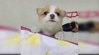 baby dogs cute and funny dog videos compilation 25 aww animals