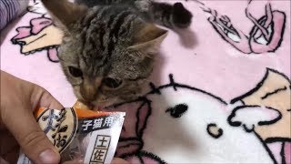 焼かつおを散らかしまくりな子猫