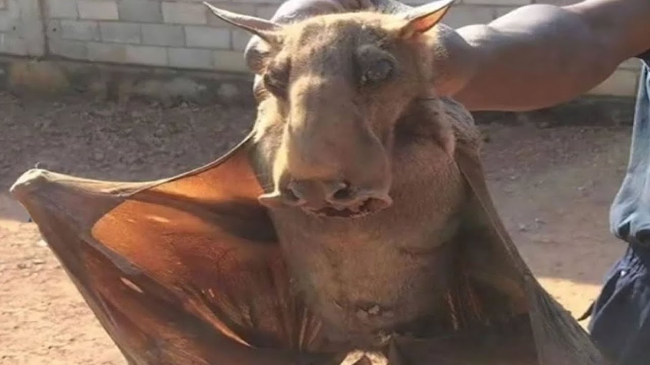 Damn Nature You Scary! Rare and Scary Animal Encounters 😱 YouTube