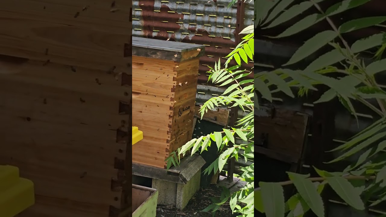 Michigan honey bee hives up close