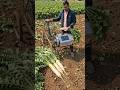 #muli kaatne ki machine#source #farming #agriculture #facts