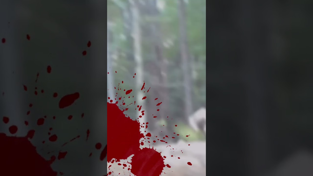 National Woodlands Park (analog horror )