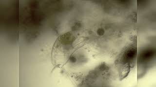 Microscopic Organism in a drop of water.
