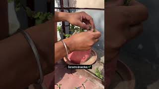 How to make jade plant bonsai part 2 #garden #plants #bonsaitree