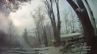 Multi Day Tree Removal