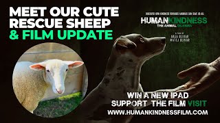 Meet Our Rescue Sheep Film Update