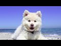 Beautiful Relaxing Music • Puppies that will melt your heart • Relaxing