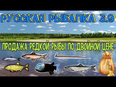 Рр3 красноперка волга
