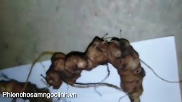 SÂM RỪNG NGỌC LINH | DÁNG CỦ 2 - Củ nhỏ nhưng rất ngon, lá xanh mướt nhiều lông