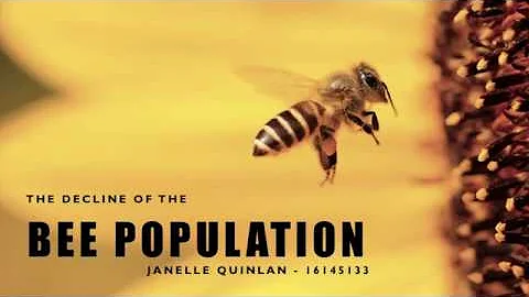Bee Population Decline