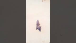 Small Puppies Of Our Colony