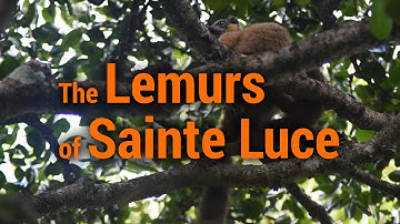 The Lemurs of Sainte Luce, Madagascar