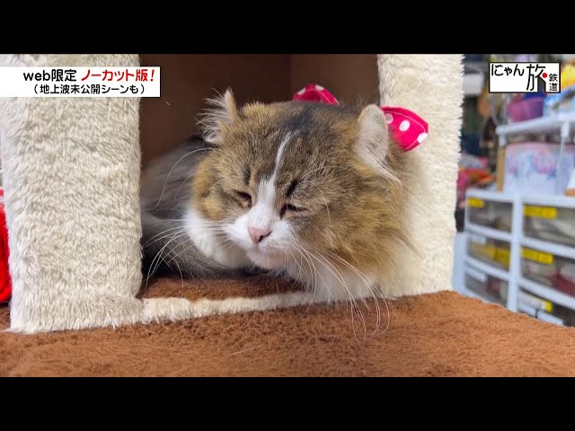 Vol.172「にゃん旅鉄道」仕事スイッチが入らないにゃ…【らぶ駅長