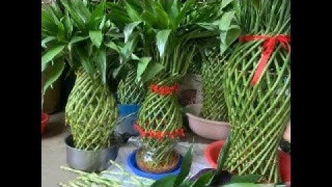 Sắp Tết nữa rồi, làm phát tài vụ Tết