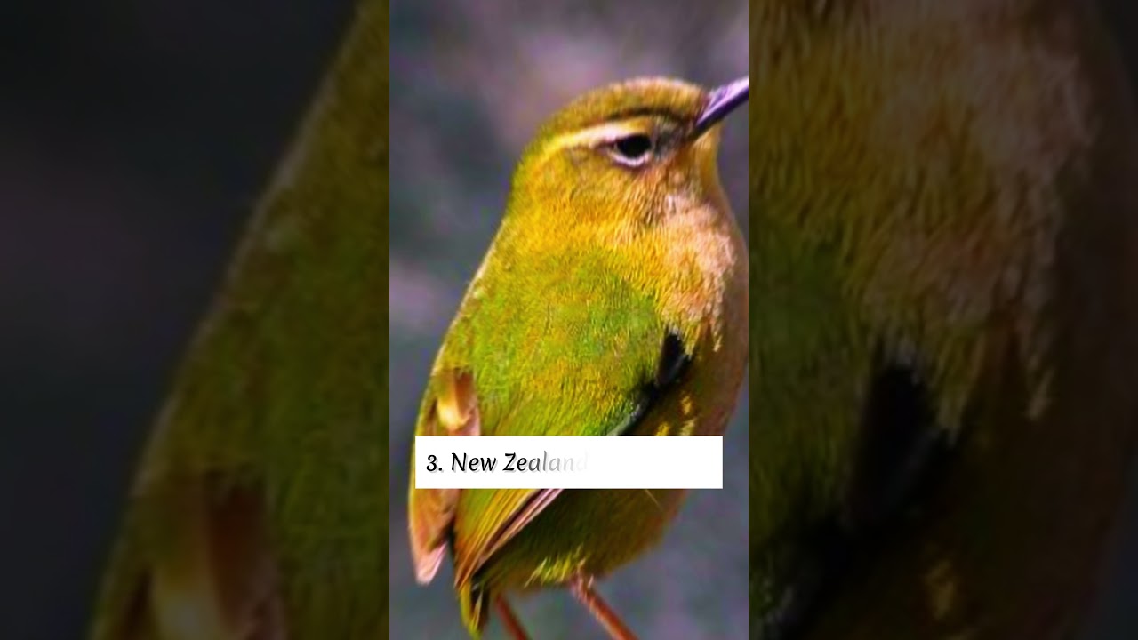 Top 5 Rarest Birds   In The World 