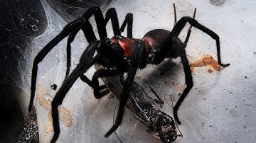 Feeding some Funnel & Curtain web spiders 13 | Harmonicon and Linothele