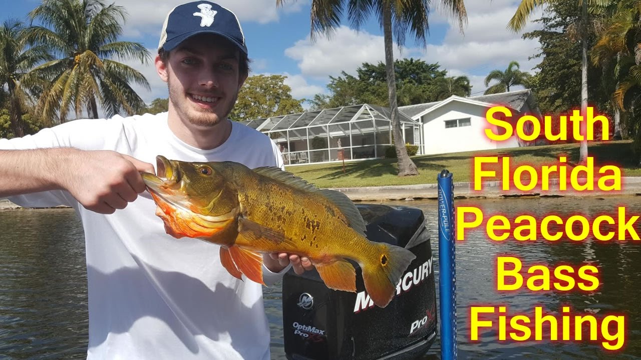trophy bass company South Florida Peacock Bass Fishing