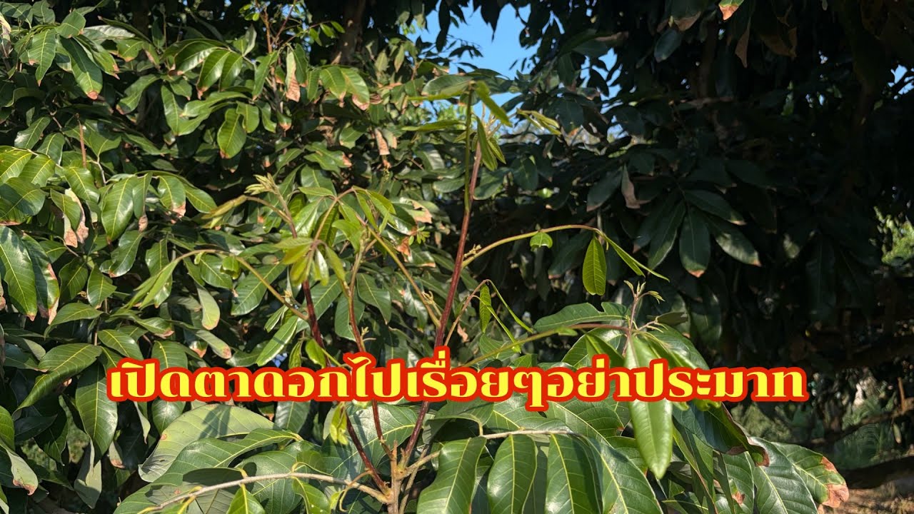 ✌️เปิดตาดอกไปเรื่อยๆอย่าประมาท✌️