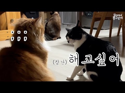 고양이는 왜 이렇게 귀엽지?