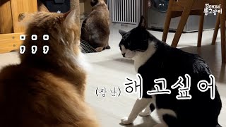 고양이는 왜 이렇게 귀엽지? by 김마미네 똥고양이Kim Mother's cats 1,896 views 1 year ago 2 minutes, 30 seconds