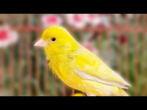Beautiful Yellow Canary