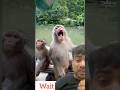 क्या बंदर का मूड ऑफ है कर दिया दूसरा बंदर बाजी😊 #monkey #viral #bandar #trending #ytshorts #shorts