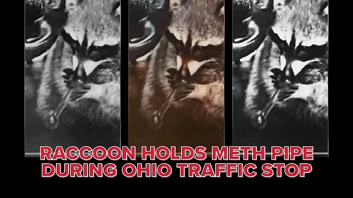 BODYCAM: Police find raccoon in car with meth pipe during Ohio traffic stop