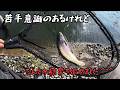 【朝霞ガーデン】4月11日釣行記録【エリアトラウト】