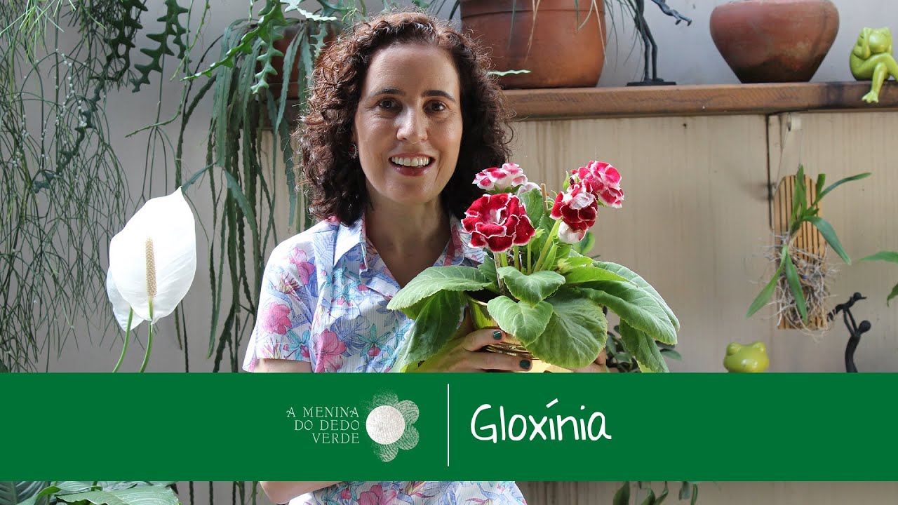 Nô Figueiredo Ensina sobre a Gloxínia/All about Gloxinia