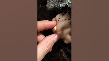 Florida Man Encounters Trichoderma Peltatum - Fungus