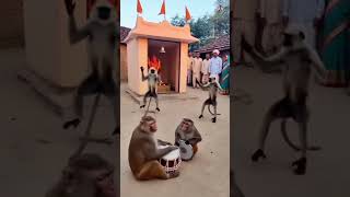 #MonkeyDance #ViralVideo #FunnyAnimals #DesiVibes #TrendingNow