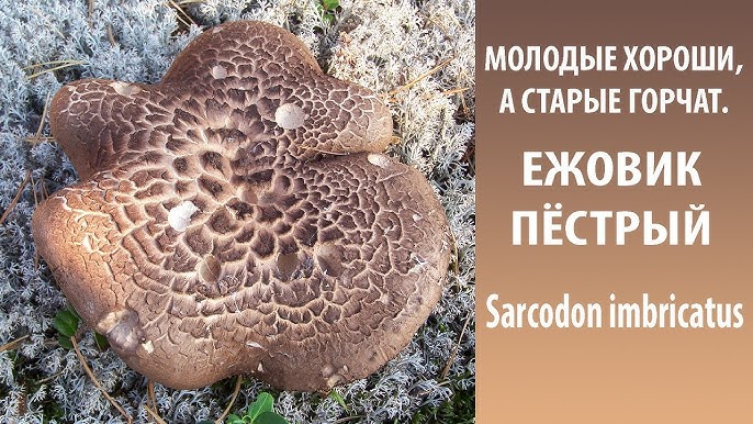 как приготовить грибы ежовики