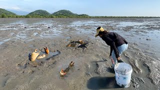 Brave Women Catch Many Huge Mud Crabs In Muddy after Sea Water Low Tide