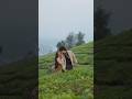 Aasuka Ana Mon I New Rabha Song 2025 Shorts Rabhasong Aasuka Ana Mon I New Rabha Song 2025 Shorts Rabhasong